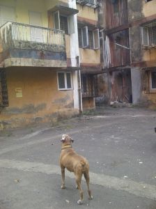 887073_10152098374603185_1984177093_o